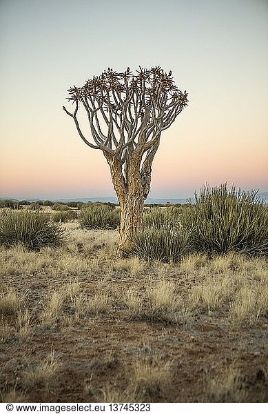 Kokerboom-Baum