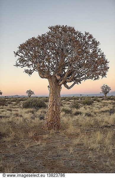 Kokerboom-Baum