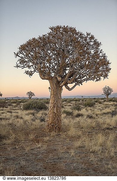 Kokerboom tree