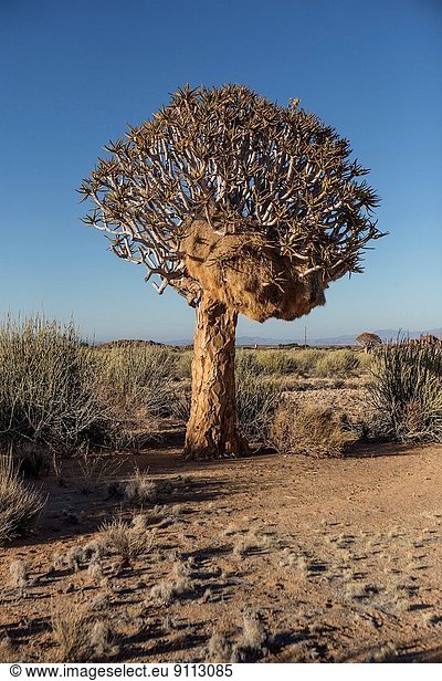 Kokerboom tree