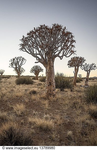 Kokerboom tree