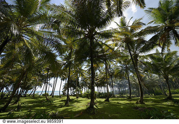 Kokos-Plantage  Simeulue  Indonesien  Asien