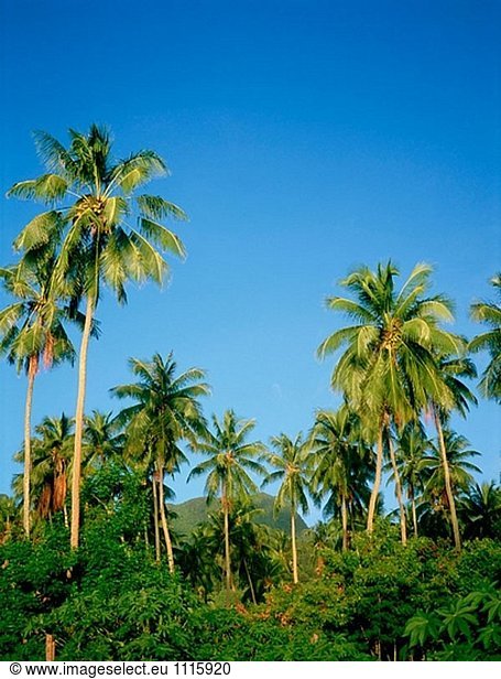 Kokosnuss Palmen. Moorea Insel. Windward-Inseln. Französisch-Polynesien