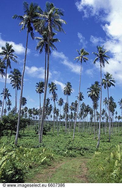 Kokosnuss  Plantage