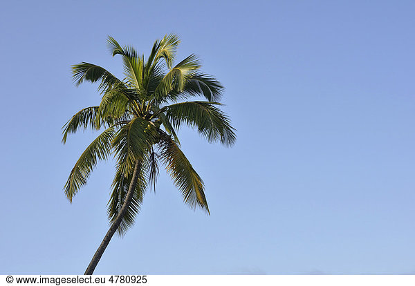 Kokospalme (Cocos nucifera) Haiti Karibik Zentralamerika
