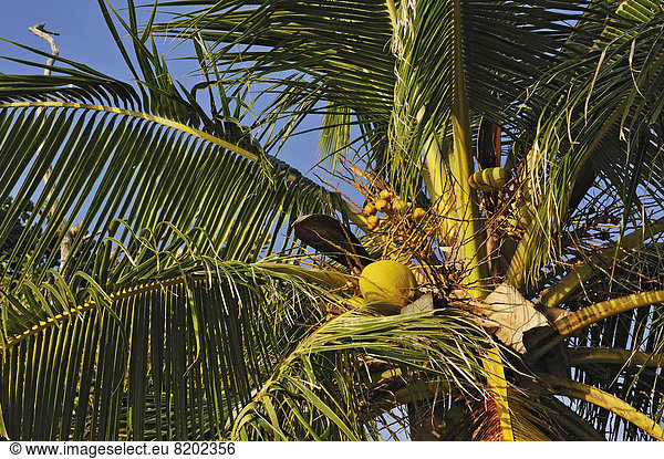 Kokospalme (Cocos nucifera) mit Kokosnüssen