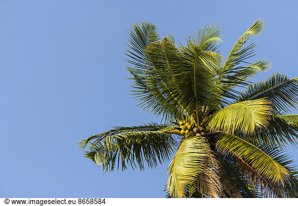 Kokospalme (Cocos nucifera)  Palolem Beach  Canacona  Goa  Indien