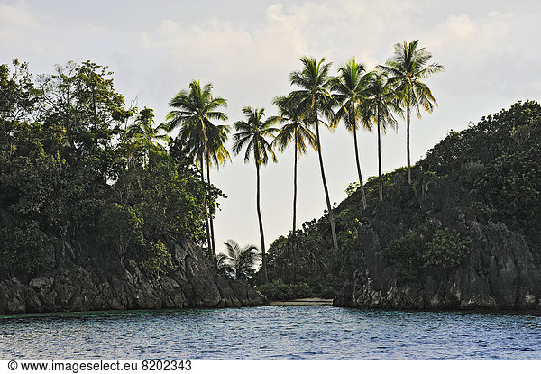 Kokospalmen (Cocos nucifera)