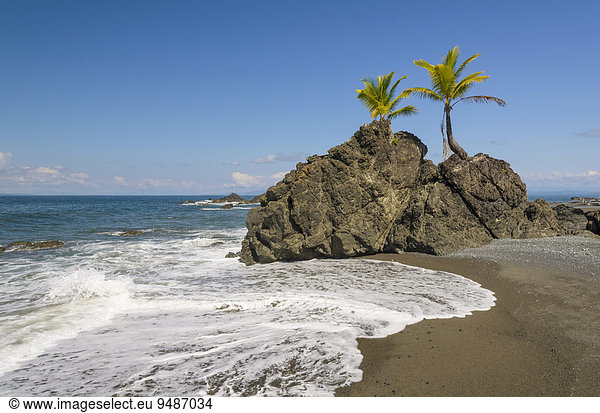 Kokospalmen (Cocos nucifera) auf Felsen am Strand  Golfo Dulce  Provinz Puntarenas  Costa Rica  Nordamerika
