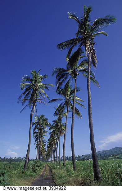 Kokospalmen nahe Saint Louis auf der Insel Reunion  Frankreich  Indischer Ozean  Afrika