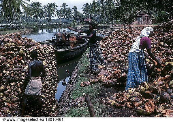 Kokosverarbeitung Kleinindustrie. Das Rohmaterial Kokosnussschale wird gesammelt und durch die Backwaters von Kodungaloor  Kodungallur  Kerala zur Industrie transportiert. Indien