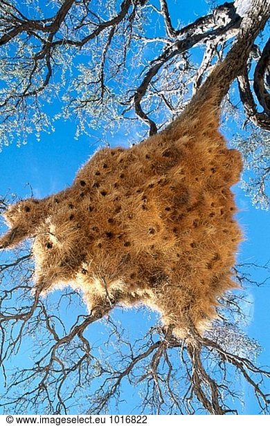 Kolonie Nest der Wasserträger Weber (Philetairus Socius). Namibia.