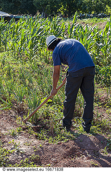 Kolumbianischer Mann auf dem Rücken  beim Graben im Obstgarten