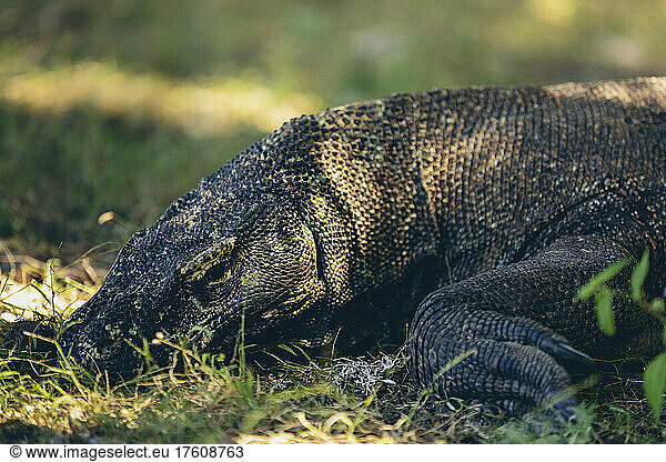 Komodo dragon resting in grass  Komodo National Park; East Nusa Tenggara  Indonesia
