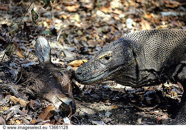 Komodo Dragon (Varanus komodoensis) eating Timor Deer (Cervus timorensis) in Komodo National Park  Rinca Island  Flores  West Manggarai  East Nusa Tenggara  Indonesia. After a few hours only the deer's head is left but its shape makes it difficult for even a large dragon to swallow.