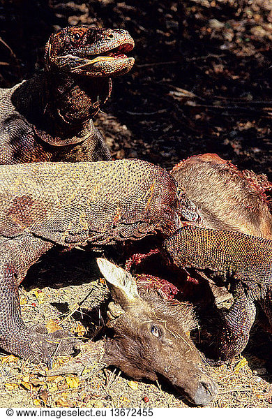 Komodo Dragon (Varanus komodoensis) eating Timor Deer (Cervus timorensis). Komodo National Park  Rinca Island  Flores  West Manggarai  East Nusa Tenggara  Indonesia. The Komodo Dragon  the world's largest lizard  is found only in the Lesser Sunda region of Indonesia. Komodo National Park is a World Heritage site.