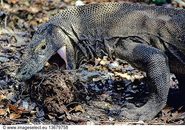 Komodo Dragon (Varanus komodoensis) eating Timor Deer(Cervus timorensis). Komodo National Park  Rinca Island  Flores  West Manggarai  East Nusa Tenggara  Indonesia. After a few hours only the deer's head is left but its shape makes it difficult for even a large dragon to swallow.