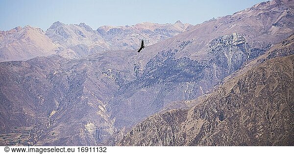 Kondor im Flug am Mirador Cruz del Condor (Kondor-Aussichtspunkt) in der Nähe des Colca Canyon  Peru