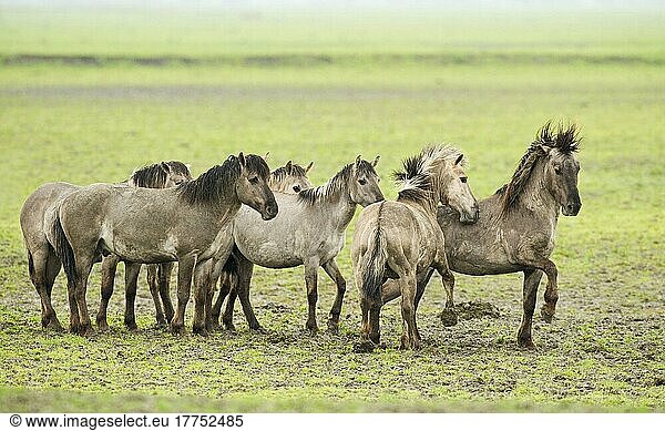 Konik Horse (Equus caballus) -Hengste  Kämpfe  Dominanzverhalten während der Brutzeit  im Feuchtgebietsreservat  Oostvaardersplassen  Niederlande  Europa
