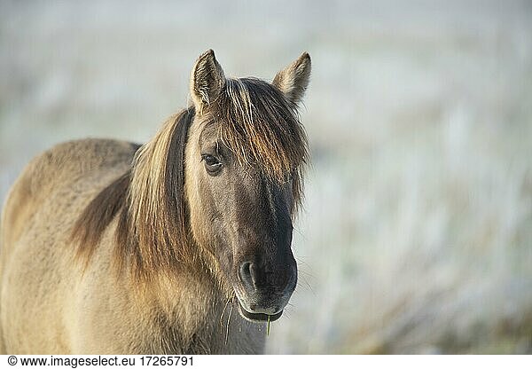 Konik  Konik-Pferd  Konik Pony (Equus caballus gemelli)  Portrait  Winter  Landschaftspflege im Naturschutzgebiet  Beweidungsprojekt  Naturschutz  Grünlandpflege  Niedersachsen  Deutschland  Europa