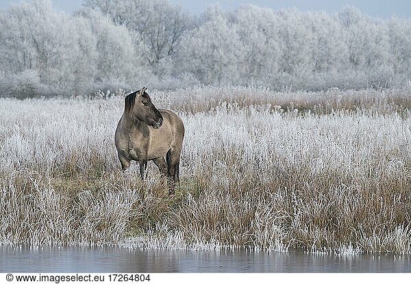 Konik  Konik-Pferd  Konik Pony (Equus caballus gemelli)  Winter  Landschaftspflege im Naturschutzgebiet  Beweidungsprojekt  Naturschutz  Grünlandpflege  Niedersachsen  Deutschland  Europa
