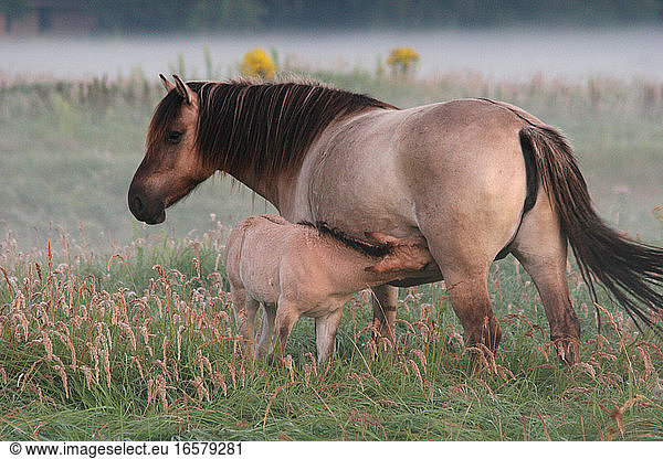 Konikpaard als grazer in natuurgebied; Wild horse as grazer in nature reserve