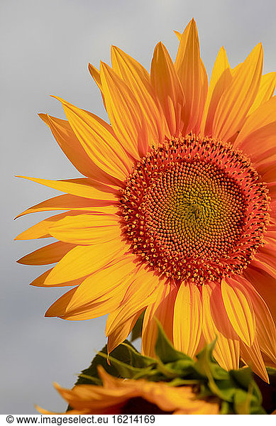 Kopf einer blühenden Sonnenblume