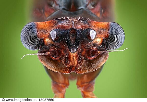 Kopf einer Eintagsfliege (Ephemeroptera) mit typisch verkümmerten Mundwerkzeugen