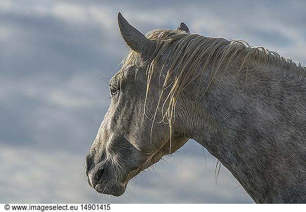 Kopf eines Camargue-Pferdes; Camargue  Frankreich