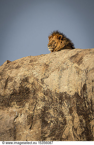 Kopf eines männlichen Löwen (Panthera leo) auf einer Kuppe liegend  Serengeti National Park; Tansania