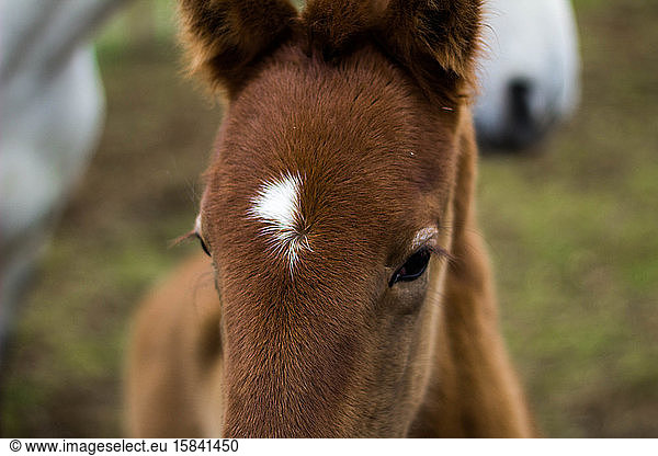 Kopf und Redaktion eines Pferdesäuglings