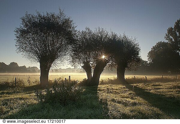 Kopfweiden im Morgennebel in den Lippe-Auen  Nordrhein-Westfalen  Deutschland  Europa