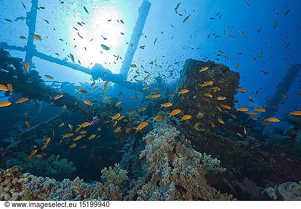 Korallen am Numidia Eisenbahnwrack  Brother Islands  Rotes Meer  Aegypten