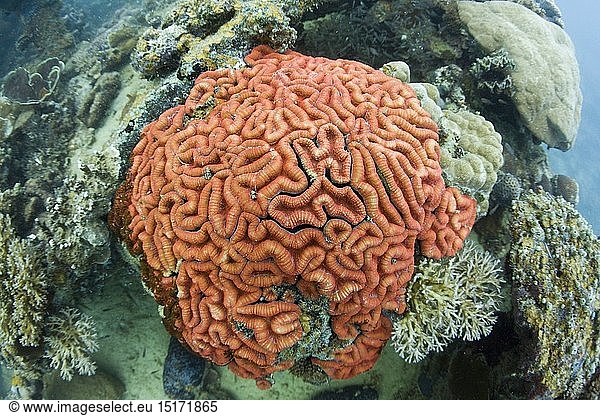 Korallenfluoreszenz einer Hirnkoralle bei Tageslicht  Mikronesien