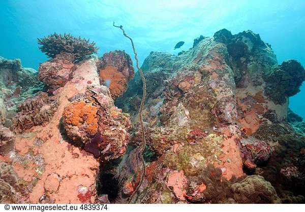 Korallenriff  Seychellen