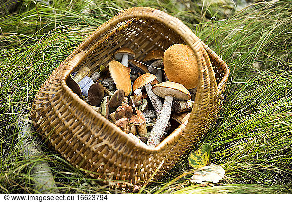 Korb voller Pilze auf Gras im Wald aufbewahrt