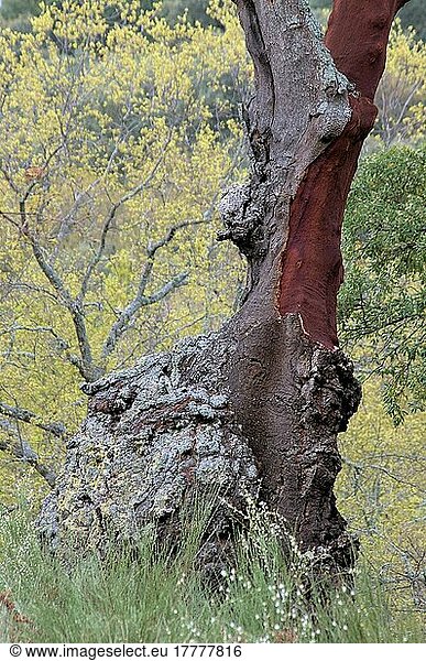 Korkeiche (Quercus suber) in Extremadura  Spanien  Europa