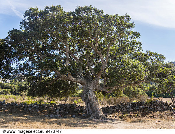 Korkeiche (Quercus suber)  Korsika  Frankreich  Europa