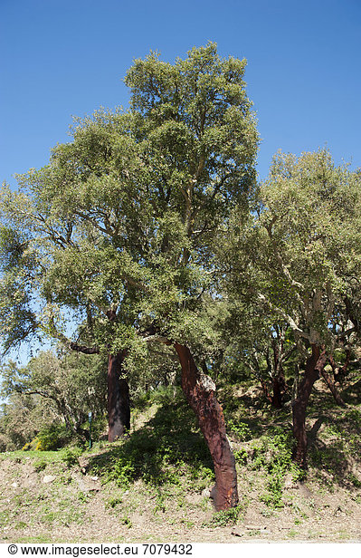 Korkeiche (Quercus suber)  Madonie  Geraci Siculo  Sizilien  Italien  Europa