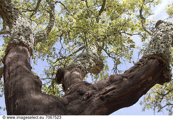 Korkeiche (Quercus suber) nahe S„o Br·s de Alportel  Portugal  Europa
