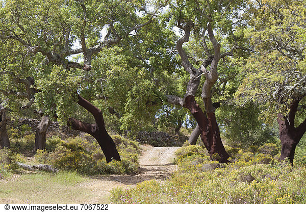 Korkeichen (Quercus suber)  Korkeichenwald nahe S„o Br·s de Alportel  Portugal  Europa