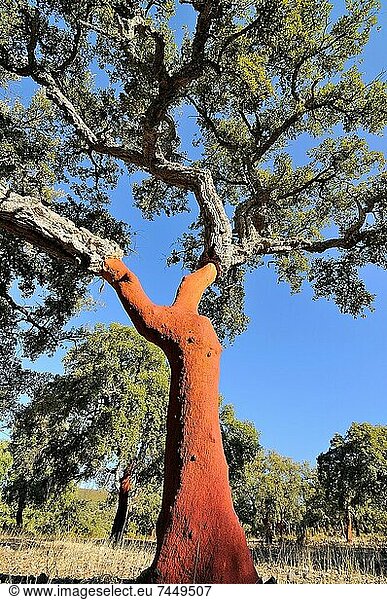 Korken  Extremadura  Spanien