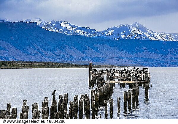 Kormoran-Kolonie auf dem alten Pier in Puerto Natales  Provinz Eltima Esperanza  Chilenisches Patagonien  Chile  Südamerika