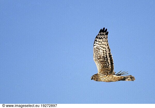 Kornweihen (Circus cyaneus) erreichen eine Flügelspannweite von 97-122cm (Foto Kornweihe Weibchen)  Hen Harrier has a wingspan from 97 to 122cm (Marsh Hawk -Foto Northern Harrier female)