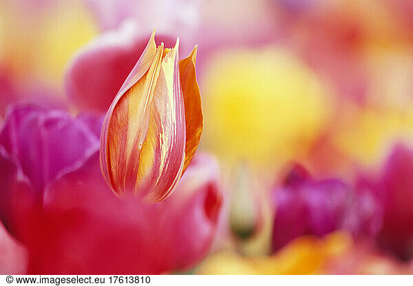 Kräftig blühende Tulpen in einem Feld; Woodburn  Oregon  Vereinigte Staaten von Amerika