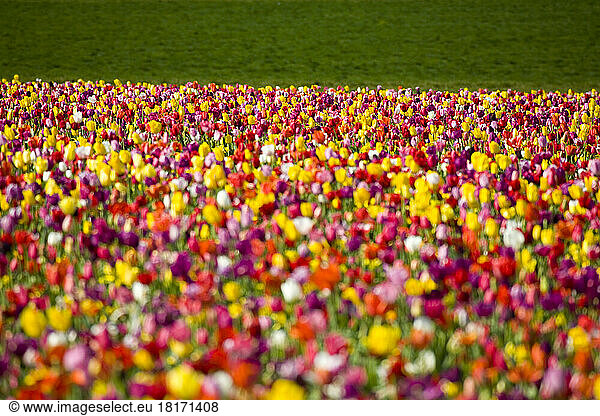 Kräftig blühende Tulpen in einem Tulpenfeld; Woodburn  Oregon  Vereinigte Staaten von Amerika