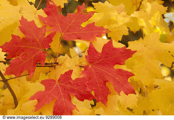 Kräftig gefärbte Ahornblätter im Herbst.
