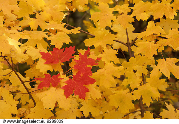 Kräftig gefärbte Ahornblätter im Herbst.