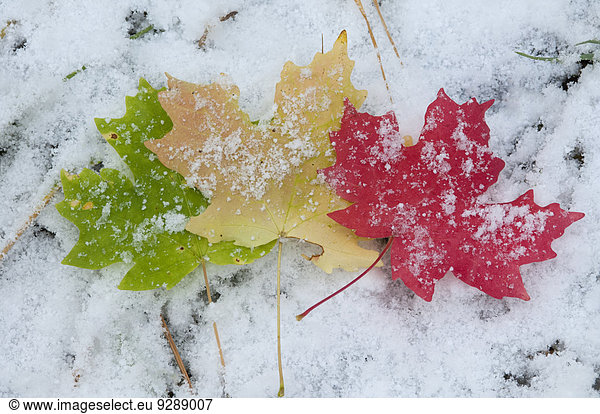 Kräftig gefärbte Ahornblätter liegen auf Schnee.