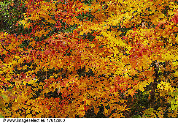 Kräftig gefärbtes Herbstlaub an Bäumen in den Laurentides; Quebec  Kanada
